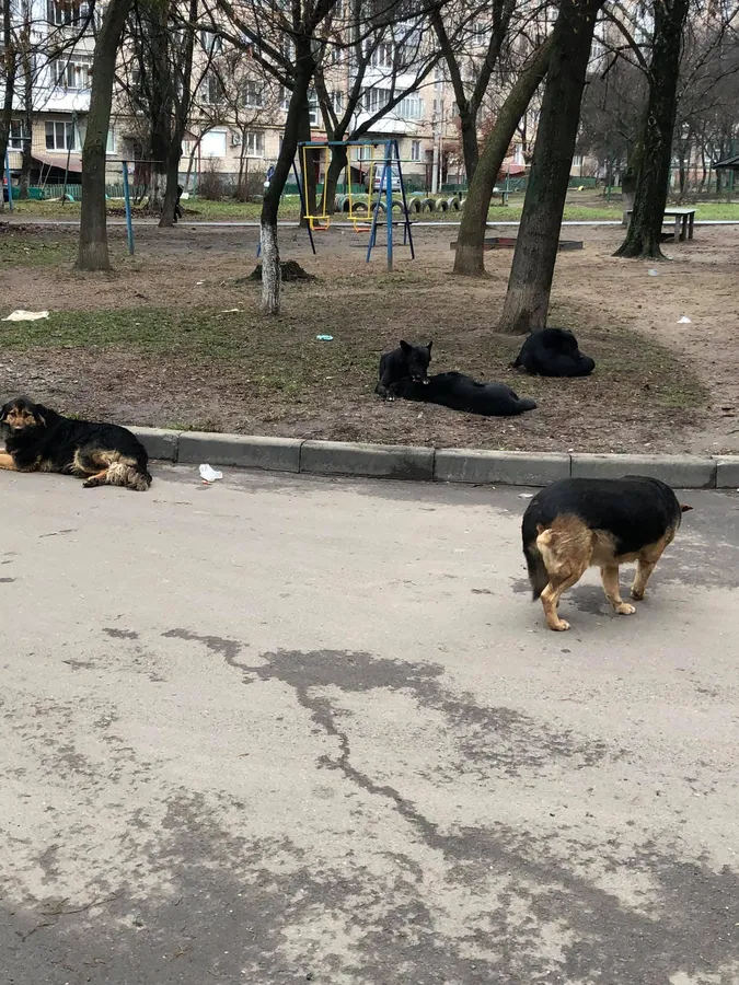 «Весь двір в собачому га*ні»: лучани скаржаться на бродячих псів