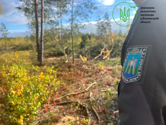 На Волині незаконно зрубали дерев на понад 5 мільйонів гривень (фото)