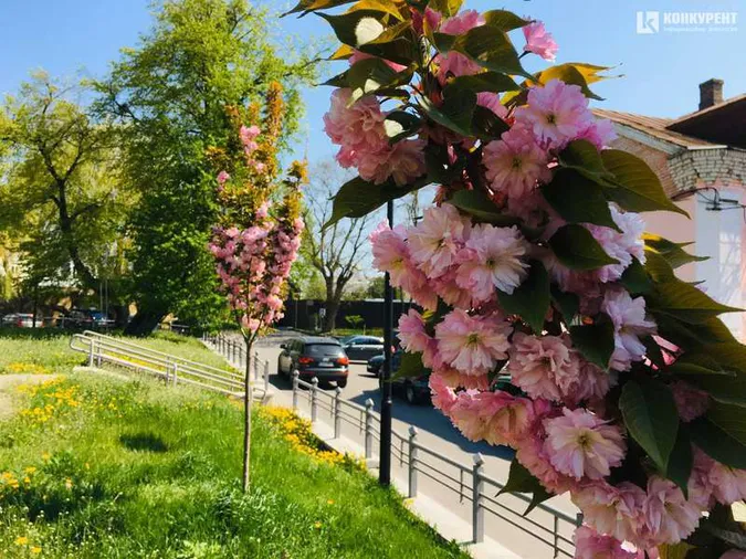 У містечку на Волині буде своя алея сакур