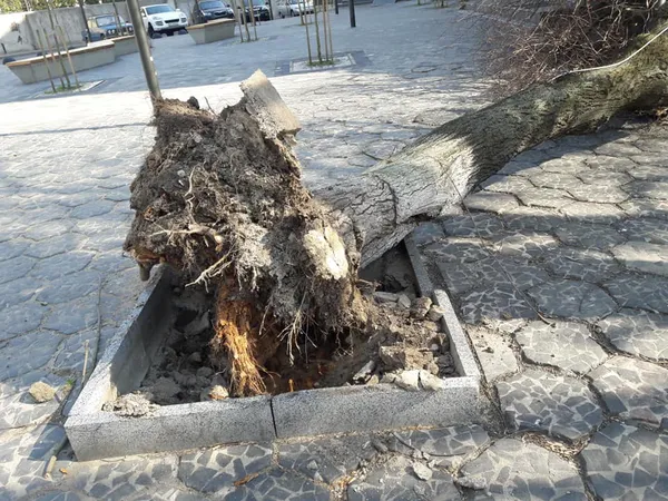 У центрі Луцька на магазин впало дерево (ФОТО)
