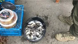 На ринку в Горохові продавали карасів без документів (фото)