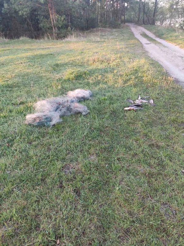 За тиждень на Волині браконьєри завдали шкоди на понад 40 тисяч гривень (фото)