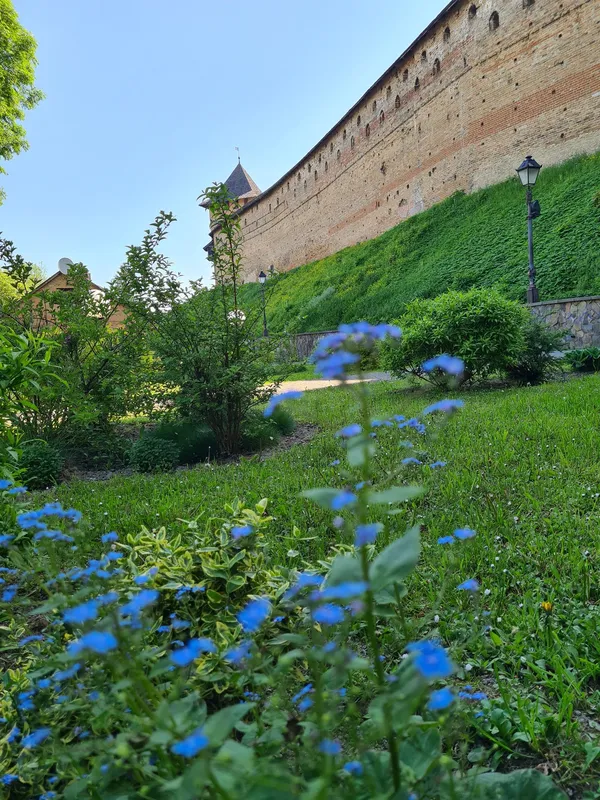 Цвітуть кульбабки і бузок: травень біля стін Луцького замку (фото)