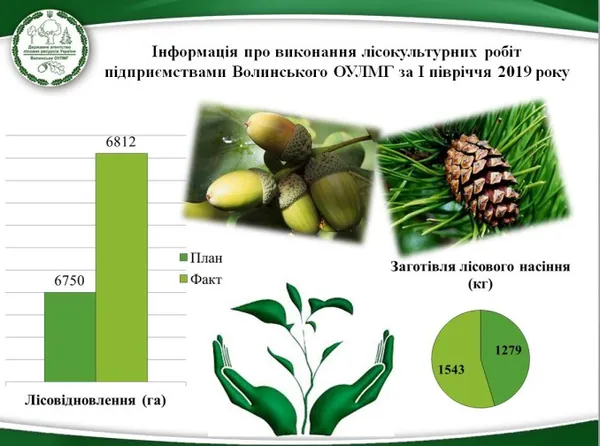 На Волині висадили 12 гектарів нових лісів