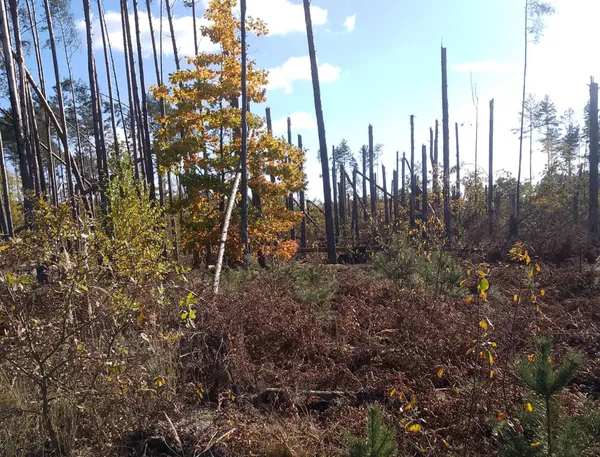 Розміром із дві долоні: де на Волині знаходять ящики грибів (фото)
