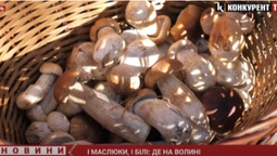 І білі, і маслюки: де на Волині є гриби і як їх правильно збирати (фото, відео)
