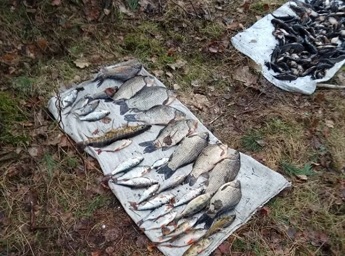 У нацпарку на Волині чоловік під час нересту наловив сітками рибу на 120 тисяч (фото)