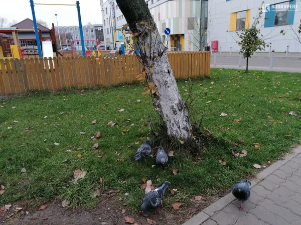 Осінь у  Луцьку (фото)