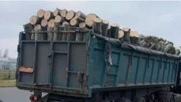У Луцьку водій з липовими «правами» віз деревину без документів