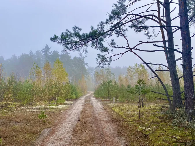 Тихенько підкралась осінь: чарівні світлини волинського лісу (фото)