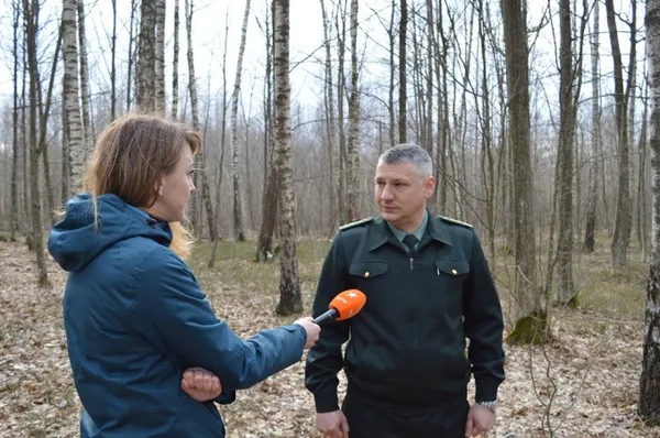 Волинський березовий сік п'ють навіть за кордоном (фото, відео)