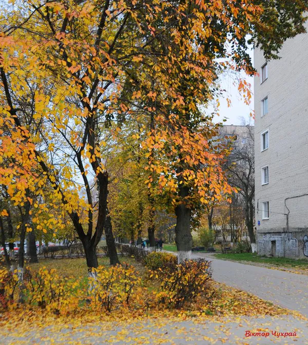 Луцький фотохудожник показав «останнє золото осені»