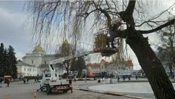 У центрі Луцька прикрашають вогниками дві верби (фото)