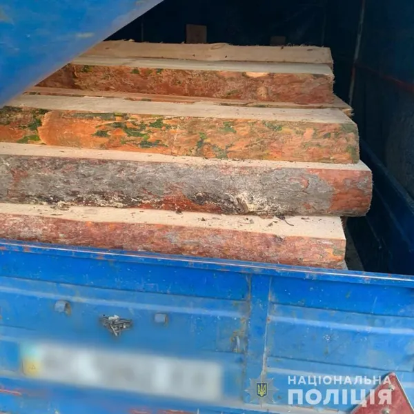 Біля Ківерців і в Старій Вижівці: поліцейські знайшли незаконно зрубані сосни (фото, відео)