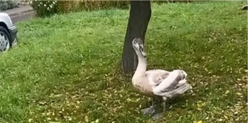 У Луцьку знайшли наляканого вибухами лебедя (відео)