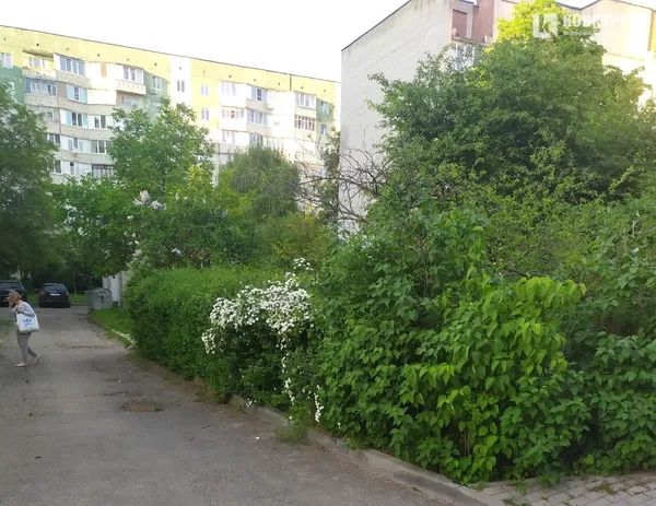Скоро вовки заведуться: у Луцьку просять зрізати кущі на Кравчука (фото)