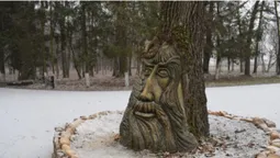 На Волині на 150-літньому дубі з ’явилося людське обличчя (фото)