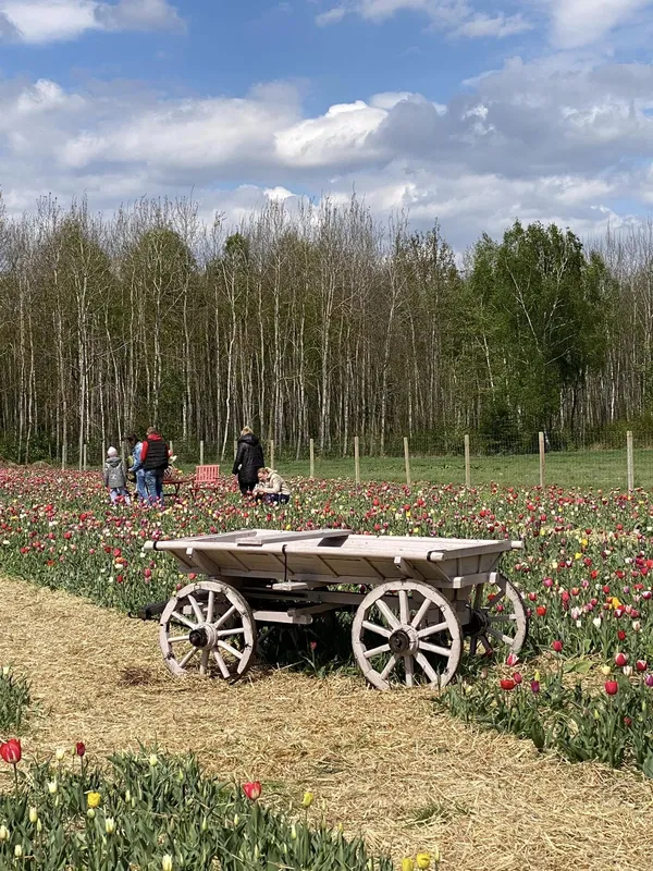 Гоу по світлини: у «Волинській Голландії» облаштували крутезні фотозони (фото)