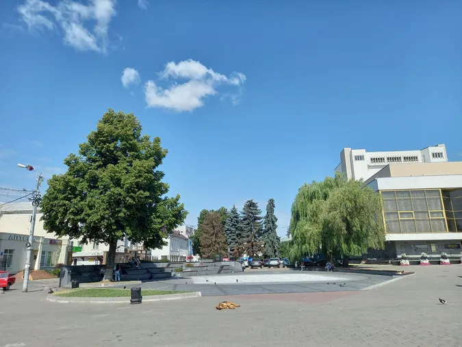 У центрі Луцька зріжуть стару ялинку, яка висохла (фото)
