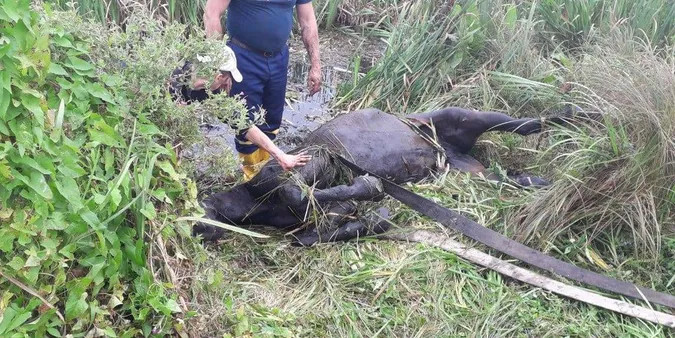 Три дні у водоймі: на Волині з каналу витягли коня (фото, відео)