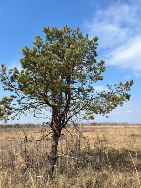 На Волині знайшли унікальну екосистему (фото)