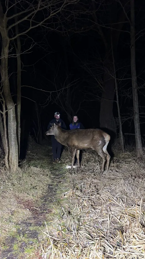 🦌Борис бореться: що відомо про стан зіркового оленя з Волині (фото)