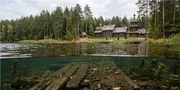 Серед вікових сосен на Поліссі причаїлось озеро, дно якого встелили дубом для панночки (відео)