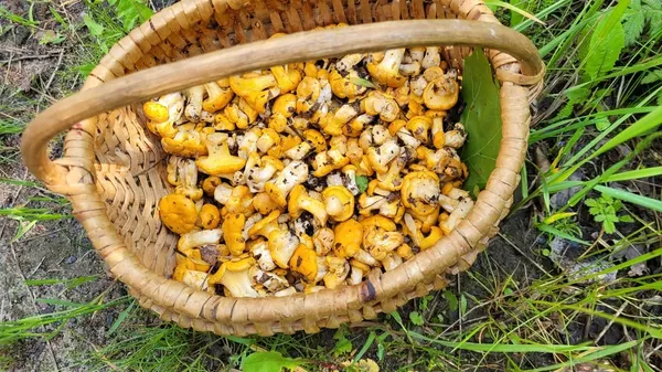 Збирають кошиками: де на Волині рясно ростуть лисички (фото)