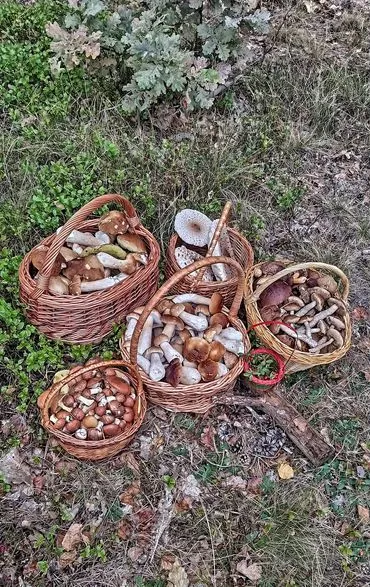 Білі, зонтики, красноголовці, маслюки: біля Луцька збирають повні кошики грибів (фото)