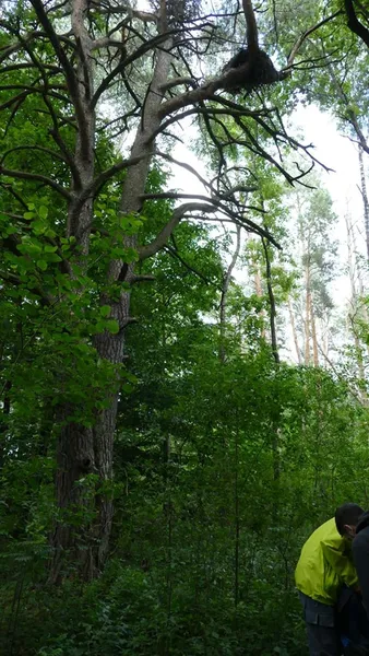 На Волині побачили рідкісних пташенят (фото)