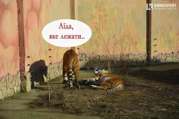 Одна хвилина в житті луцьких тигрів (КОМІКС)
