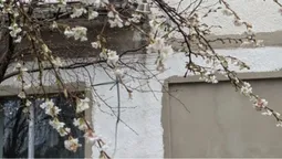 Дивна аномалія: у центрі Луцька серед зими розквітло дерево (фото)
