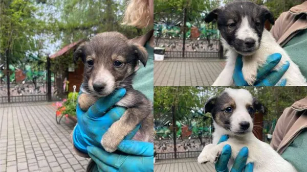 Луцький зоопарк подав заяву в поліцію на чоловіка, який підкинув цуценят