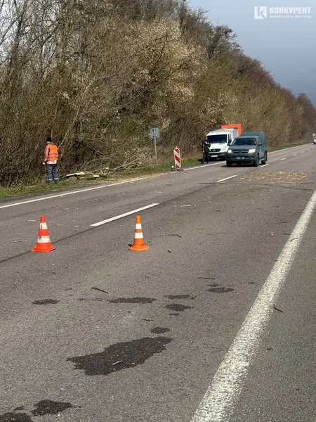 На авто лучанки на швидкості впало дерево і проштрикнуло «лобовуху»: моторошні деталі (фото, відео)