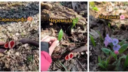У лісі на Волині знаходять перші весняні скарби (відео)