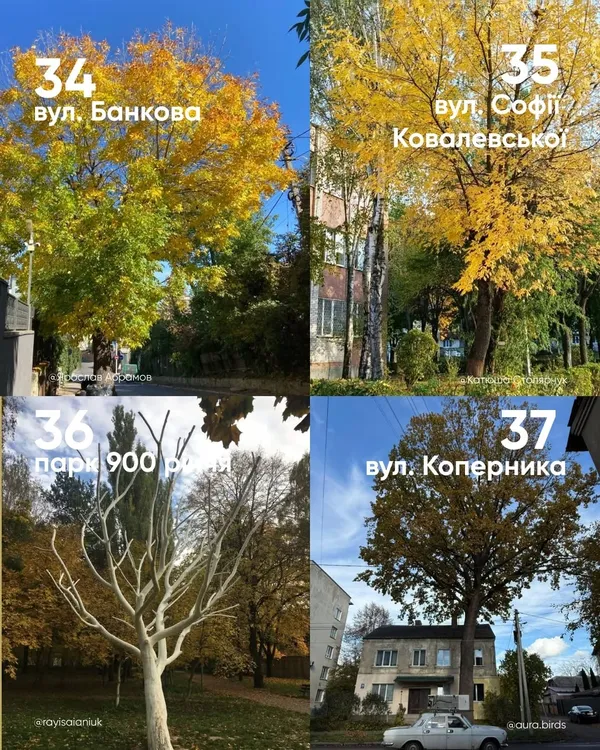 У Луцьку обирають найкрасивіше дерево міста (фото)