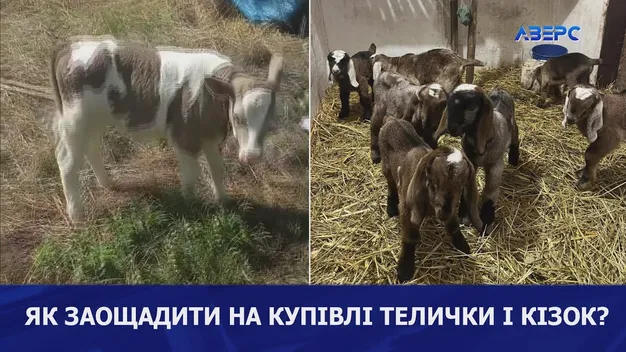 «Він скрізь мене заблокував», – волинського фермера звинувачують у шахрайстві (відео)