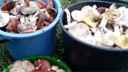 Виносять відрами: волинянка здала «найгрибніший» ліс (фото)