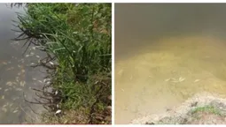 Риба – дохне, а проби води – у нормі: що коїться у річці під Луцьком