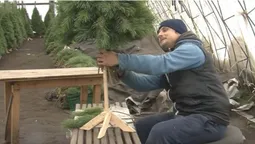 Пухнастіші та пахучіші: волинська родина майструє новорічні дерева із соснових гілок (фото)