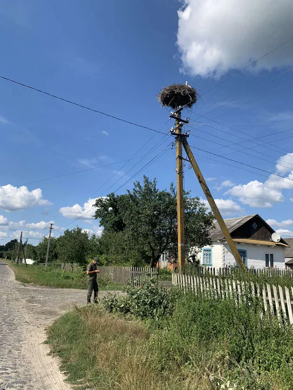 У Цуманській пущі рахували великих і маленьких лелек (фото)
