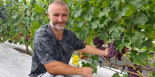 Створили «маленький Крим»: як родина з Волині вирощує 50 сортів винограду (фото, відео)