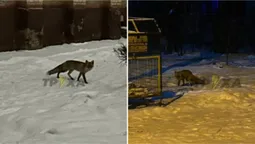 У Луцьку знову помітили лисицю: гуляла проспектом (фото)