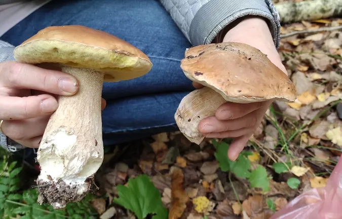 Де біля Луцька назбирали багато білих і польських грибів (фото)