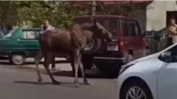 У Шацьку заблукав переляканий лось (відео)