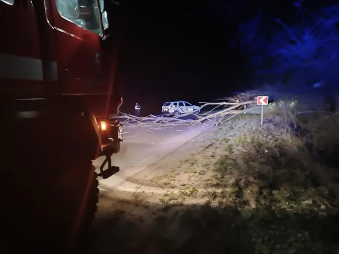 На Волині вночі дерево «здуло» на дорогу (фото)