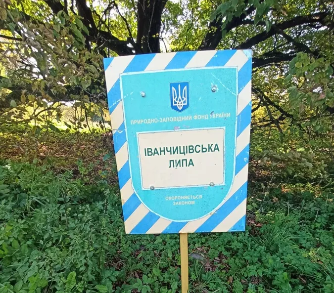 У Луцькому районі лікують одні з найстаріших дерев Волині (фото)