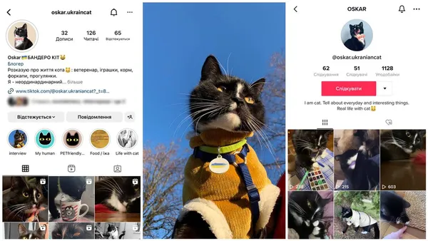 Соцмережі котоблогера