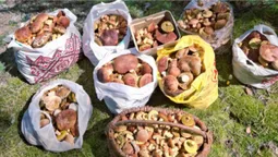 Ростуть тисячами: за 150 км від Луцька зібрали понад 100 кг золотистих боровиків (фото)