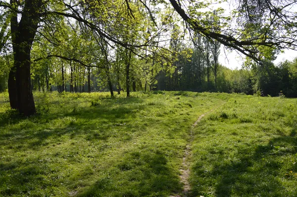 Як прибирають за собою лучани після відпочинку на природі (фоторепортаж)